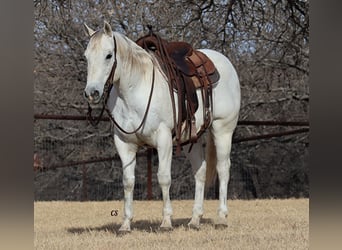 American Quarter Horse, Wałach, 14 lat, 150 cm, Siwa