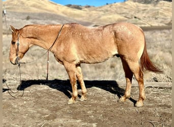 American Quarter Horse, Wałach, 14 lat, 152 cm, Bułana