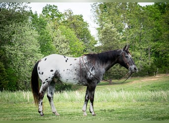 American Quarter Horse, Wałach, 14 lat, 152 cm, Ciemnokasztanowata