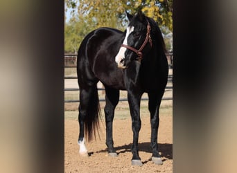 American Quarter Horse, Wałach, 14 lat, 152 cm, Gniada