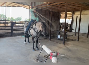 American Quarter Horse, Wałach, 14 lat, 152 cm, Grullo