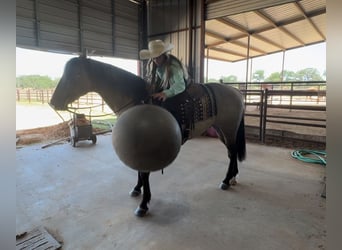 American Quarter Horse, Wałach, 14 lat, 152 cm, Grullo