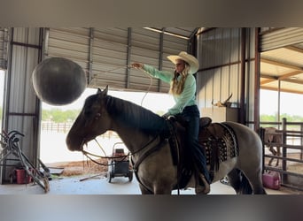 American Quarter Horse, Wałach, 14 lat, 152 cm, Grullo