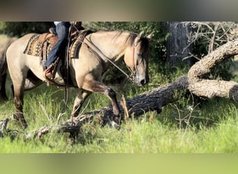 American Quarter Horse, Wałach, 14 lat, 152 cm, Grullo