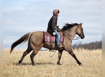 American Quarter Horse, Wałach, 14 lat, 155 cm, Grullo