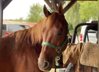 American Quarter Horse, Wałach, 14 lat, 155 cm, Kasztanowata