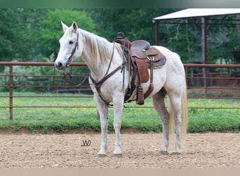 American Quarter Horse, Wałach, 14 lat, 155 cm, Siwa