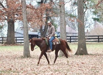 American Quarter Horse, Wałach, 14 lat, 157 cm, Ciemnokasztanowata