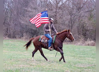 American Quarter Horse, Wałach, 14 lat, 157 cm, Ciemnokasztanowata