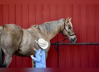 American Quarter Horse, Wałach, 14 lat, 157 cm, Izabelowata