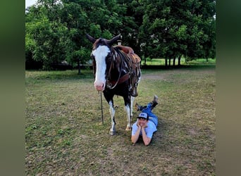 American Quarter Horse, Wałach, 14 lat, 157 cm, Overo wszelkich maści