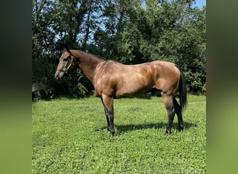 American Quarter Horse, Wałach, 14 lat, 160 cm, Gniadodereszowata