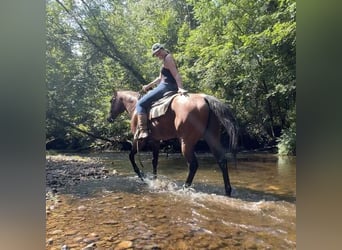 American Quarter Horse, Wałach, 14 lat, 160 cm, Gniadodereszowata