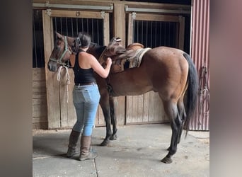 American Quarter Horse, Wałach, 14 lat, 160 cm, Gniadodereszowata