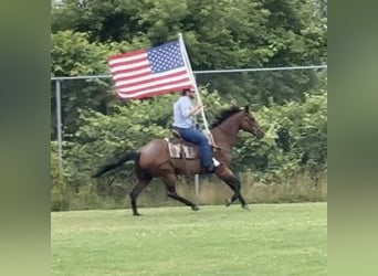 American Quarter Horse, Wałach, 14 lat, 160 cm, Gniadodereszowata