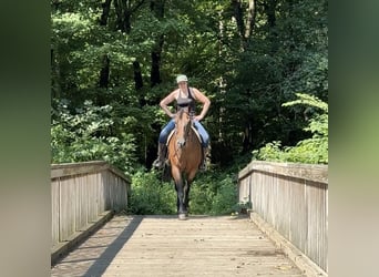 American Quarter Horse, Wałach, 14 lat, 160 cm, Gniadodereszowata