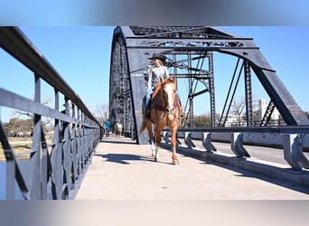 American Quarter Horse, Wałach, 14 lat, Bułana