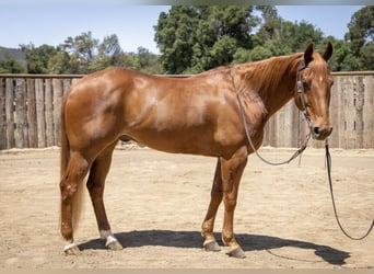 American Quarter Horse, Wałach, 14 lat, Cisawa