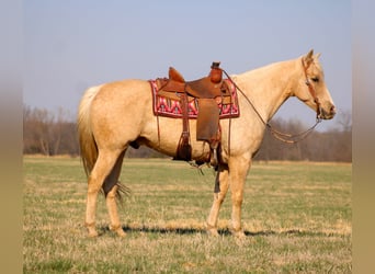 American Quarter Horse, Wałach, 14 lat, Izabelowata