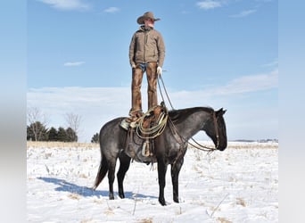 American Quarter Horse, Wałach, 14 lat, Stalowosiwy