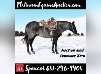 American Quarter Horse, Wałach, 14 lat, Stalowosiwy