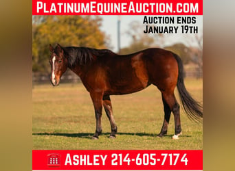 American Quarter Horse, Wałach, 15 lat, 142 cm, Gniada