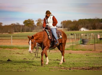 American Quarter Horse, Wałach, 15 lat, 147 cm, Ciemnokasztanowata