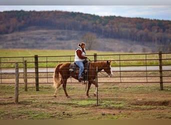 American Quarter Horse, Wałach, 15 lat, 147 cm, Ciemnokasztanowata