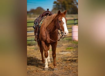 American Quarter Horse, Wałach, 15 lat, 147 cm, Ciemnokasztanowata