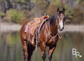 American Quarter Horse, Wałach, 15 lat, 147 cm, Gniada