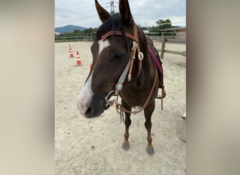 American Quarter Horse, Wałach, 15 lat, 151 cm, Ciemnokasztanowata