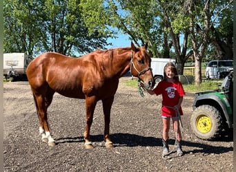 American Quarter Horse Mix, Wałach, 15 lat, 152 cm, Cisawa