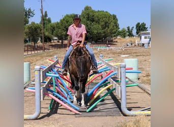 American Quarter Horse, Wałach, 15 lat, 152 cm, Grullo