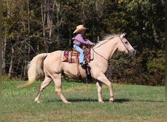 American Quarter Horse, Wałach, 15 lat, 152 cm, Izabelowata