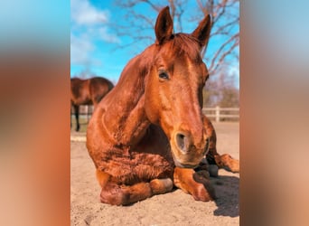 American Quarter Horse, Wałach, 15 lat, 152 cm