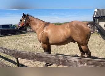 American Quarter Horse, Wałach, 15 lat, 155 cm, Dunalino
