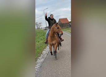American Quarter Horse, Wałach, 15 lat, 155 cm, Dunalino