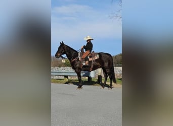 American Quarter Horse, Wałach, 15 lat, 155 cm, Gniada