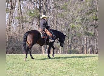 American Quarter Horse, Wałach, 15 lat, 155 cm, Gniada