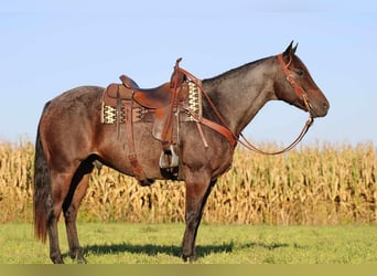 American Quarter Horse, Wałach, 15 lat, 155 cm, Gniadodereszowata