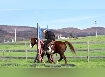 American Quarter Horse Mix, Wałach, 15 lat, 155 cm