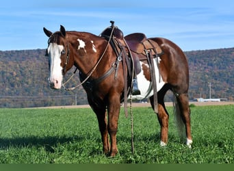 American Quarter Horse Mix, Wałach, 15 lat, 155 cm