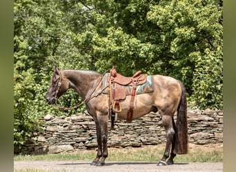 American Quarter Horse, Wałach, 15 lat, 157 cm, Grullo