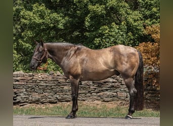 American Quarter Horse, Wałach, 15 lat, 157 cm, Grullo