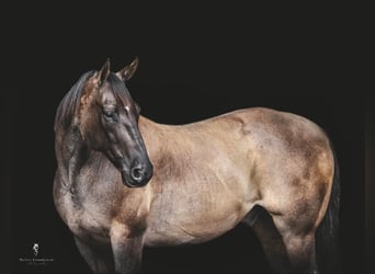 American Quarter Horse, Wałach, 15 lat, 157 cm, Grullo