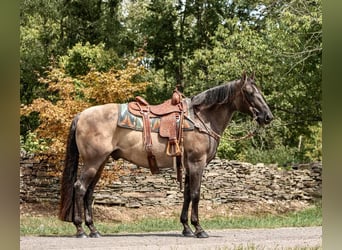 American Quarter Horse, Wałach, 15 lat, 157 cm, Grullo