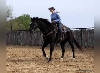 American Quarter Horse, Wałach, 15 lat, 157 cm, Kara