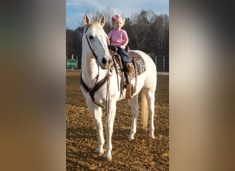 American Quarter Horse, Wałach, 15 lat, 173 cm, Siwa
