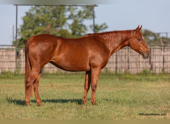 American Quarter Horse, Wałach, 15 lat, Cisawa