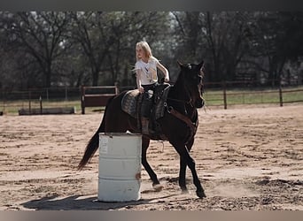 American Quarter Horse, Wałach, 15 lat, Gniada